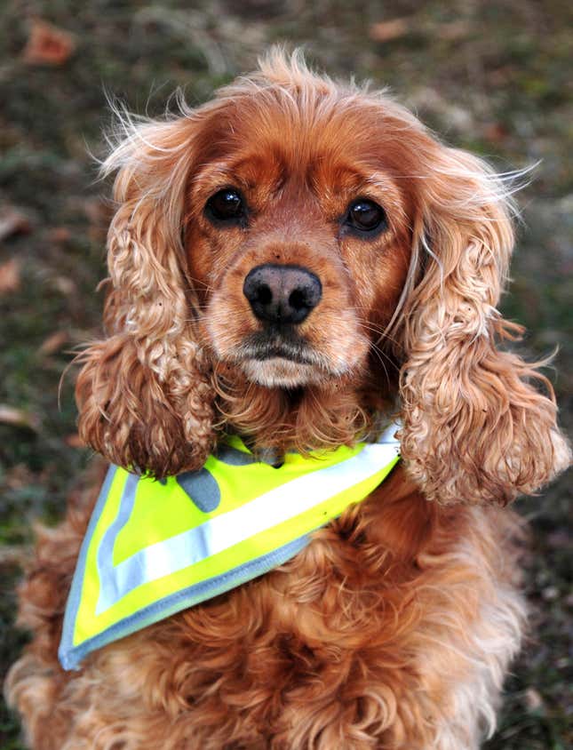 Image for article titled New Bipartisan Law Would Make Dog Neckerchiefs Mandatory