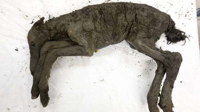 The remains of the 42,000-year-old foal. 