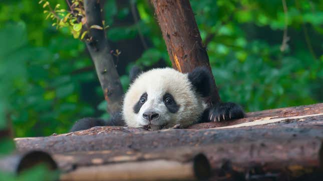Image for article titled Help Name the Smithsonian National Zoo&#39;s New Baby Panda