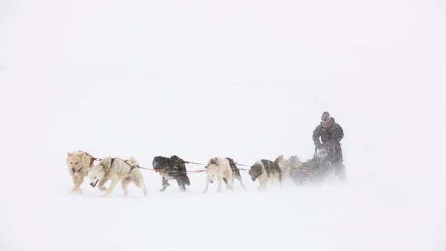 Image for article titled Experts Predict Covid-19 Vaccine Could Be Ready As Soon As Team Of Sled Dogs Traverse Yukon With It