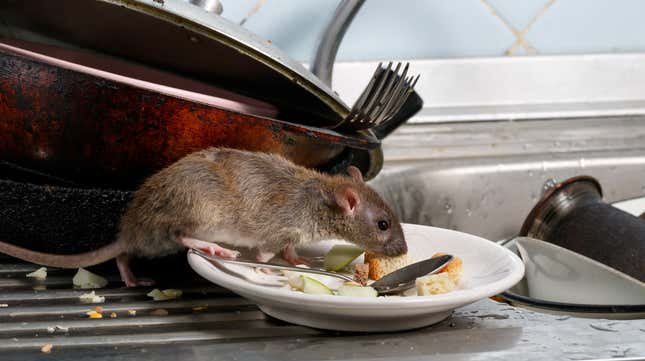 Image for article titled Developmentally Disabled Man Awarded $8 Million After Found Living Alone With Hundreds of Rats