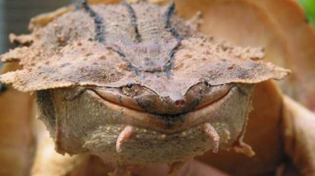 Imagen para el artículo titulado Descubren una nueva especie de tortuga. Tiene esta cara