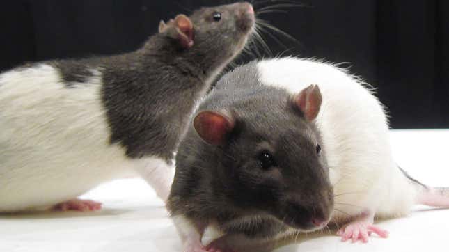 Image for article titled A Rat Study Finds that Acupuncture Can Treat Alcohol Addiction... in Rats