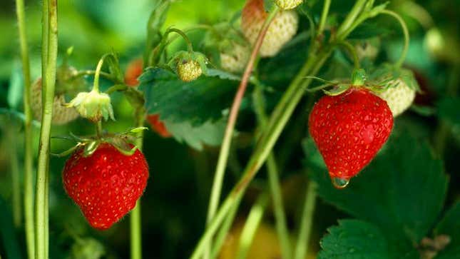 Image for article titled Report: No Way This Year&#39;s Summer Strawberries Living Up To Hype