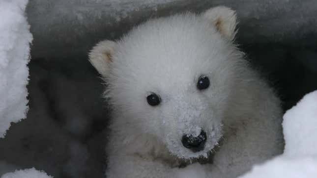 A baby polar bear.