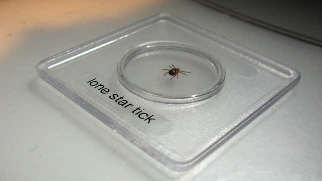 The most common cause of red meat allergy in the U.S. is thought to be the Lone Star tick, Amblyomma americanum. 