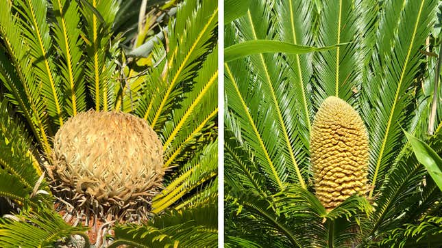 A female cone to the left and the male to the right.
