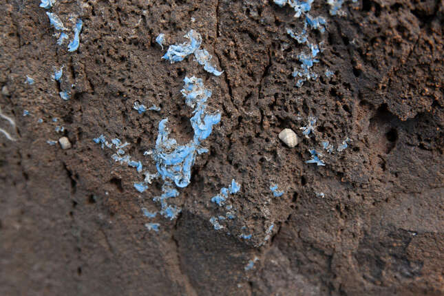 Plasticrust with intertidal sea snails nearby.
