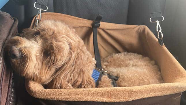 The Best Dog Car Travel Products in 2020