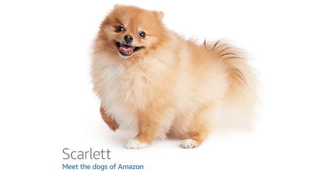 Image for article titled Amazon's Error Dogs, Ranked