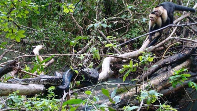 Imagen para el artículo titulado El momento en que un grupo de monos se abalanza contra una boa constrictor que ha atrapado una cría