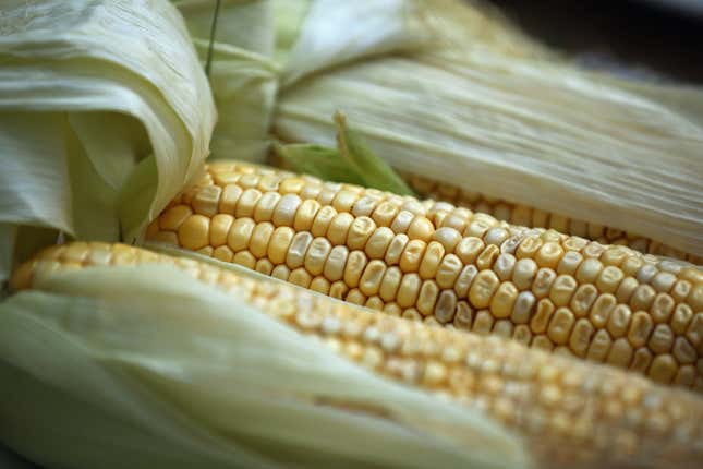 Sweetcorn is displayed inside at RHS (Royal Horticultural Show) London Harvest Festival Show on October 7, 2014 in London, England.