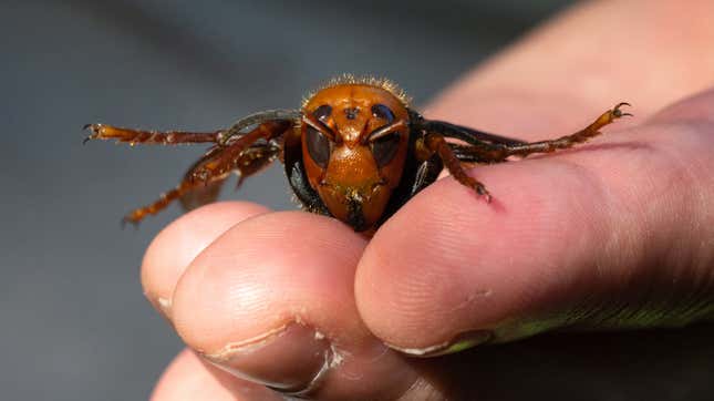 A sample specimen of a dead Asian giant hornet from Japan, also known as a murder hornet, is shown by a pest biologist from the Washington State Department of Agriculture on July 29, 2020 in Bellingham, Washington. 
