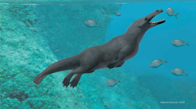 Artist’s interpretation of Peregocetus pacificus, a four-legged whale from the middle Eocene period. 