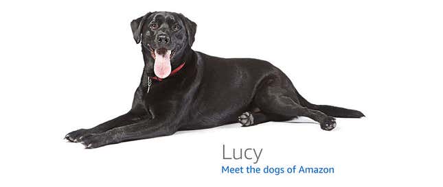 Image for article titled Amazon's Error Dogs, Ranked