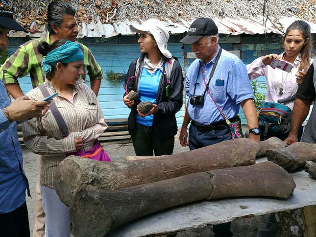 Dirley Cortés, in white hat, with the whale fossils.