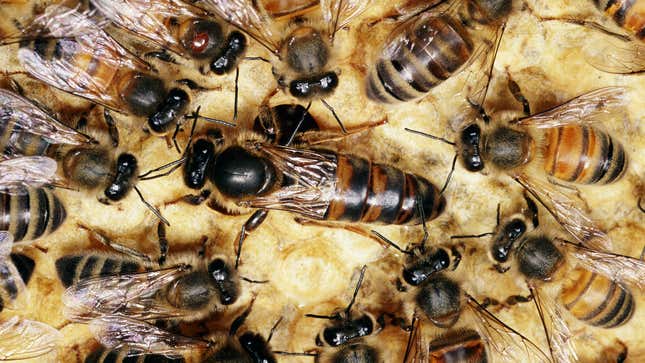 Image for article titled Queen Reminds Worker Bees They Still Represent Colony Even When Away From Hive