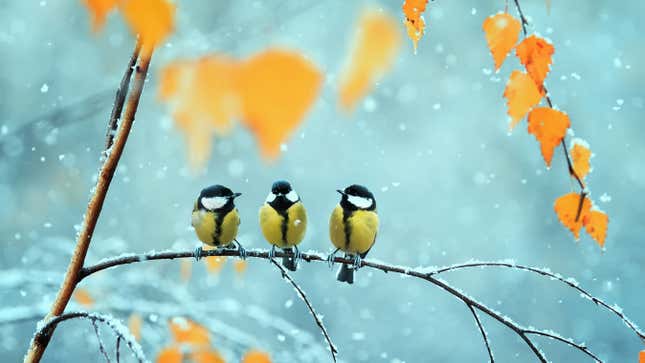 birds on a winter branch
