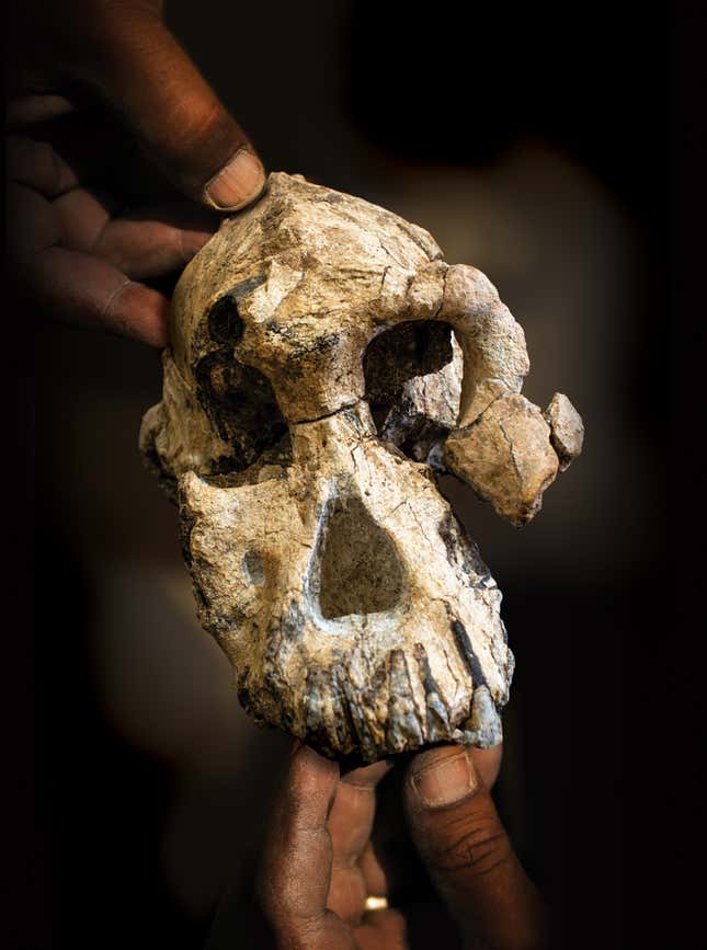 Composite image of human hands holding the new MRD fossil.