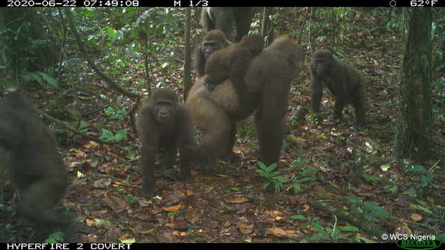 Cross River gorilla group including adults and young of different ages in Nigeria’s Mbe Mountains in June 2020.