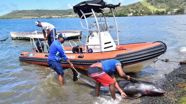 People recover the carcass of melon-headed whale at the beach in Grand Sable, Mauritius, on August 26, 2020.