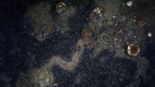 Imagen para el artículo titulado Las esponjas marinas se están moviendo, y los científicos no tienen muy claro por qué