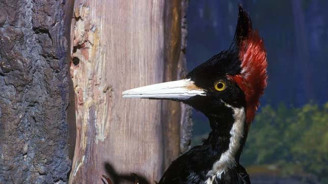 Image for article titled Last Remaining Ivory-Billed Woodpecker Really Squandering Species’ Final Weeks