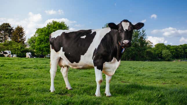 Image for article titled Greatest Genius In Cow History Killed, Eaten