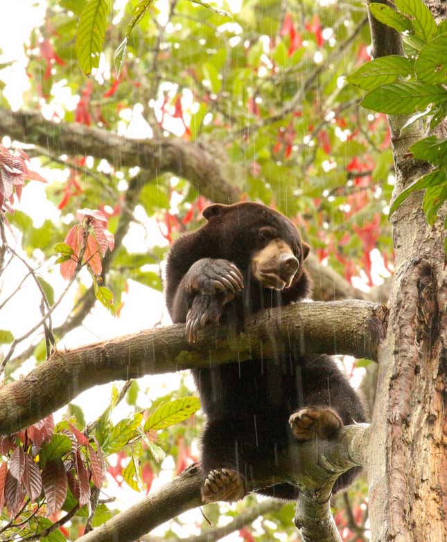 This little guy—a sun bear, found in the Malaysian Borneo—is threatened by this fragmentation.