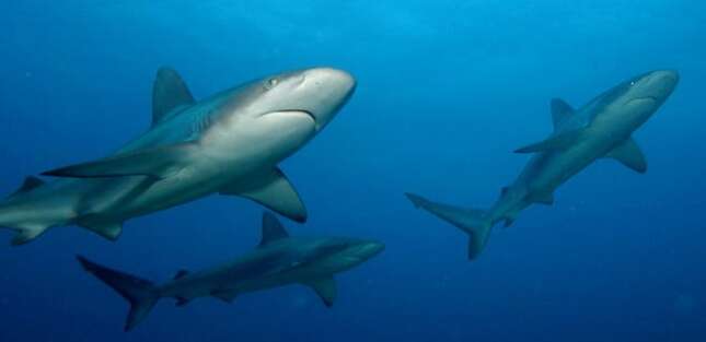 Medio millón de tiburones podrían morir por la vacuna contra Covid-19