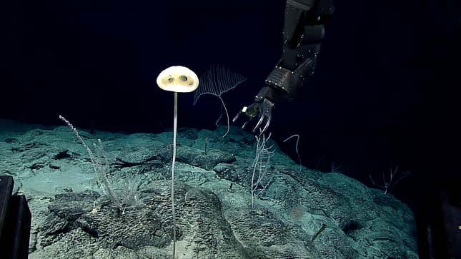 This newly discovered sponge is called Advhena magnifica, which means “magnificent alien” in Latin. It is also known as the “E.T. sponge.”