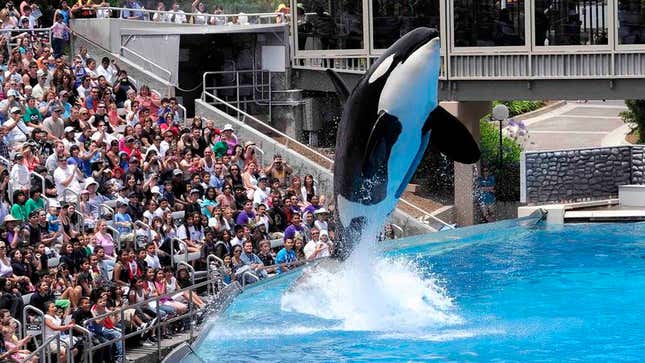 Image for article titled New Documentary Reveals SeaWorld Forced Orca Whales To Perform Nude