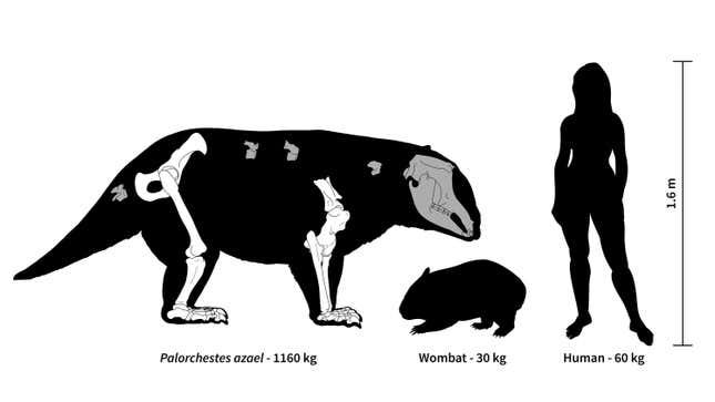Image for article titled Australia Once Had Giant Marsupials With &#39;Scimitar-Like&#39; Claws and Extremely Freaky Elbows