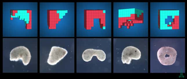 Imagen para el artículo titulado Estos adorables Xenobots hechos completamente de células están prácticamente vivos