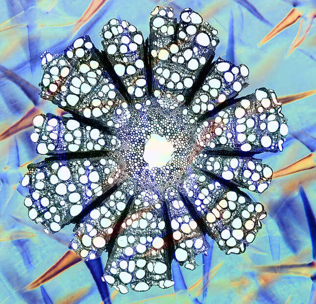 “Deutzia &amp; Clematis” fue tomada usando un microscopio. Se pueden ver los pelos de la flor de la deutzia en la fotografía.
Foto: Steve Lowry