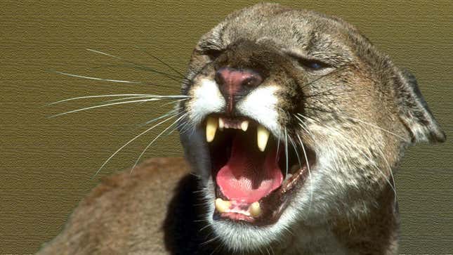 Image for article titled Mountain Lions Cannot Have a Little Human Flesh as a Treat
