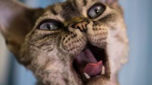 Image for article titled Stop Trying to Make Your Own Cat Food