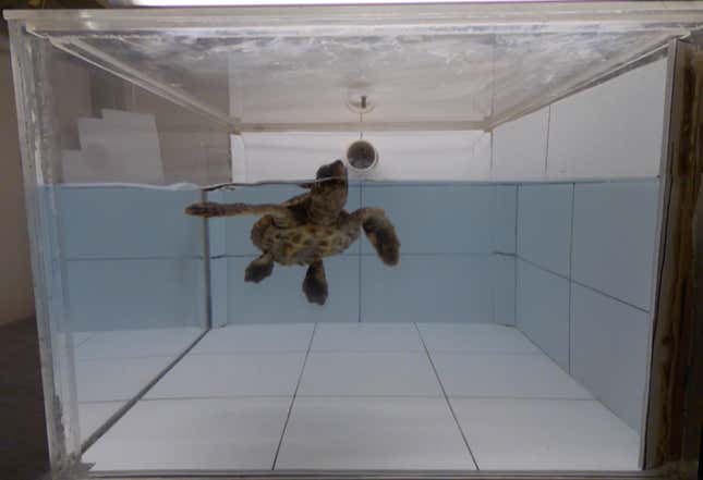 One of the scientists’ turtle subjects