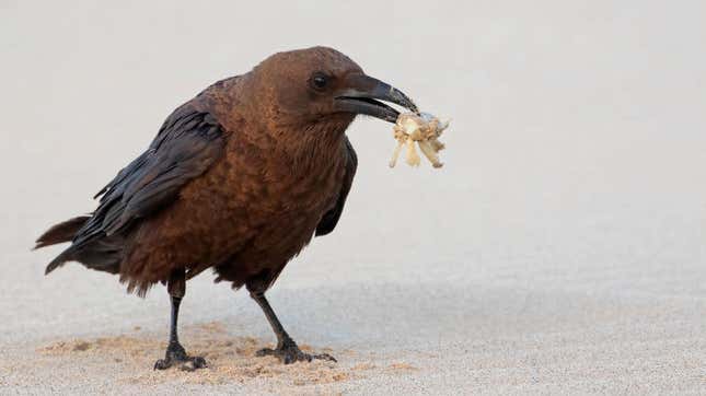 Raven holding crab in beak