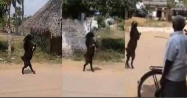 Una cabra entrando a un pueblo erguida y caminando sobre sus patas traseras es lo que le faltaba a 2020