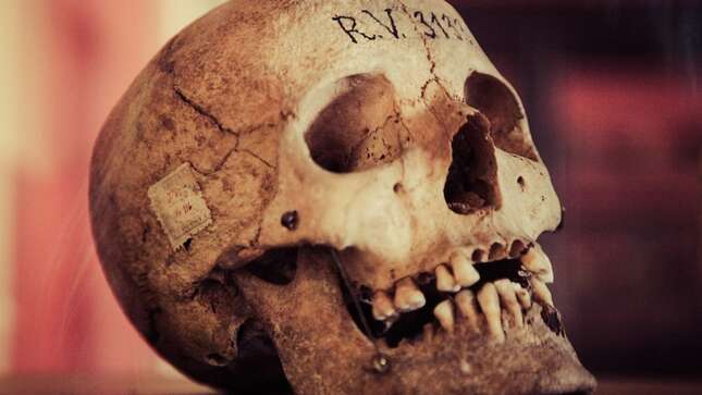 Por qué no puedes quedarte con el cráneo de tu abuelo recientemente fallecido para guardarlo en casa