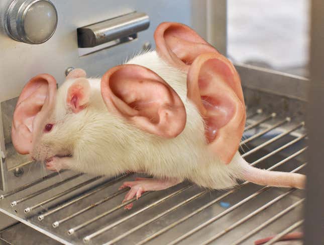 Image for article titled Stressed Lab Rat Breaking Out In Human Ears