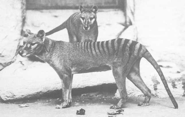 Un tilacino macho y hembra en el Zoológico Nacional de Washington D.C., 1902.