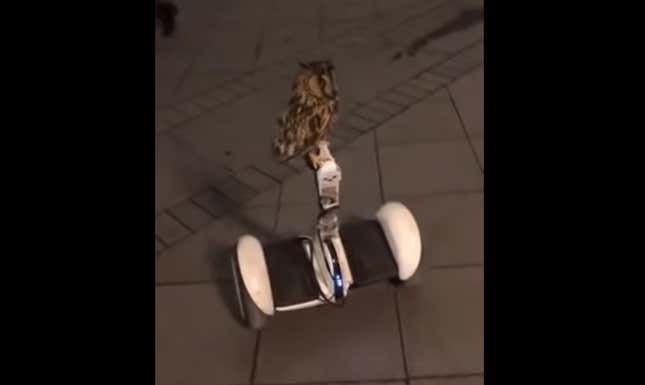 Saturday Night Palate Cleanser: Is This Hover Owl Good or Extremely Suspicious?