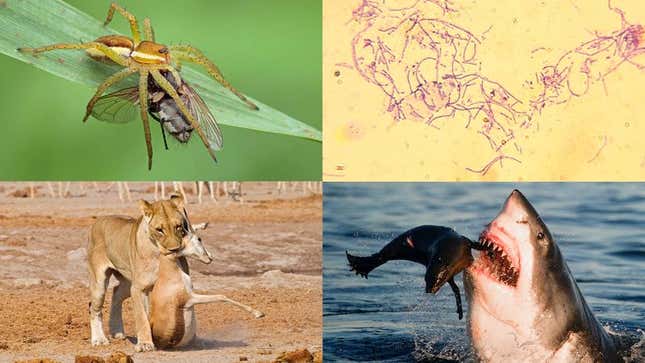 Investigators have reportedly traced the spate of cold-blooded murders back 3.7 billion years.