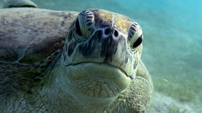 Image for article titled 10 Morally Reprehensible Turtles Who Deserved To Get Their Heads Stuck In Plastic Rings