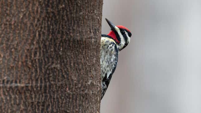 A yellow-bellied sapsucker in Manhattan’s Madison Square Park. This migratory woodpecker is a common victim of window strikes in New York City.