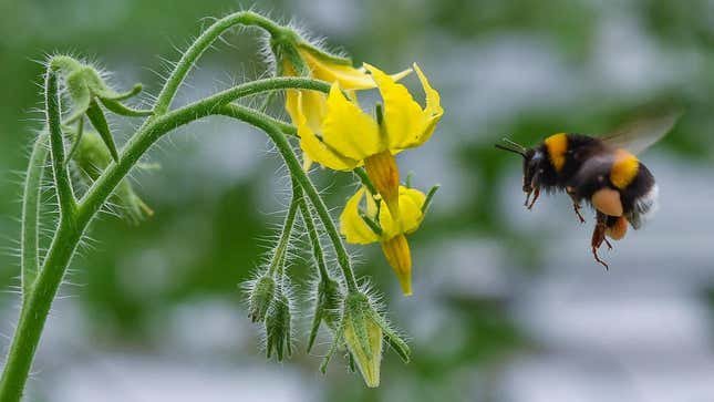 This tomato plant needs this bee! 