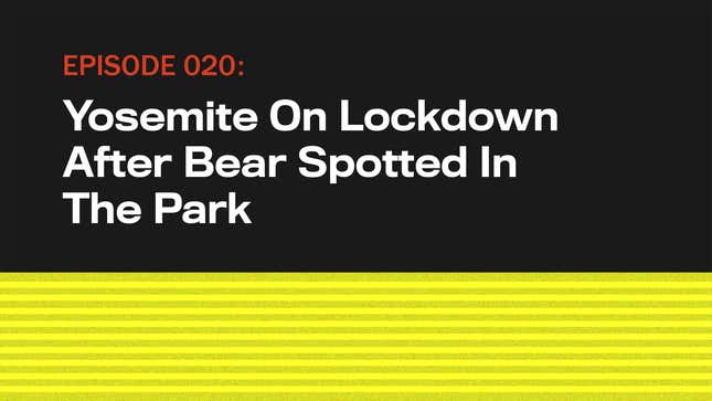 Image for article titled Yosemite On Lockdown After Bear Spotted In Park