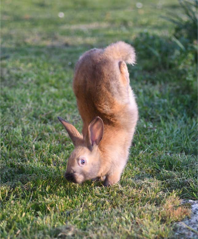 Image for article titled These Mutant Rabbits Walk on Two Legs, and Geneticists Now Know Why